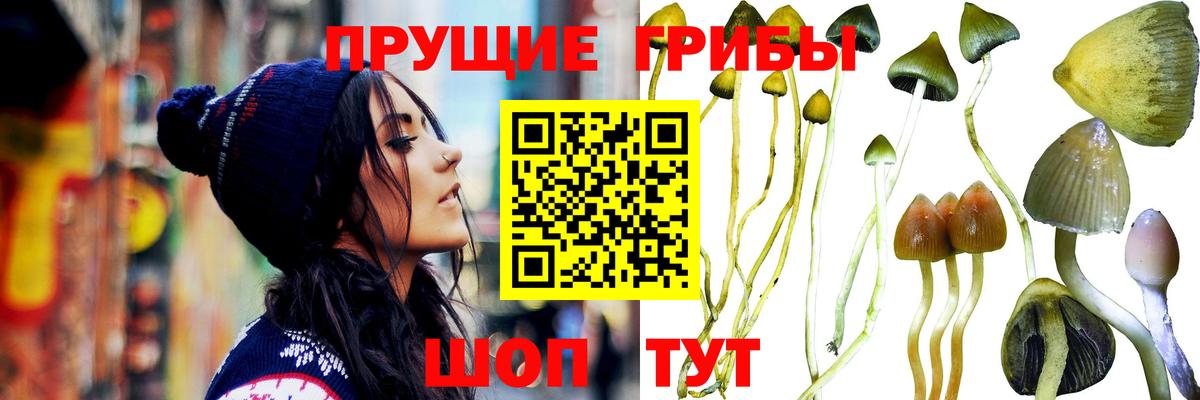 Ялуторовск  Псилоцибиновые грибы прущие грибы  Псилоцибиновые грибы Psilocybe  Вход с VPN 